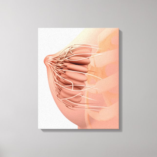 Impressão Em Tela Imagem Conceitual Da Anatomia Da Mama Feminina 2 (Frente)