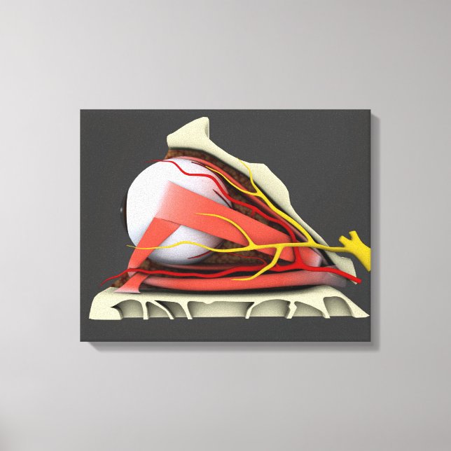Impressão Em Tela Imagem Conceitual Da Anatomia Ocular Humana 3 (Frente)