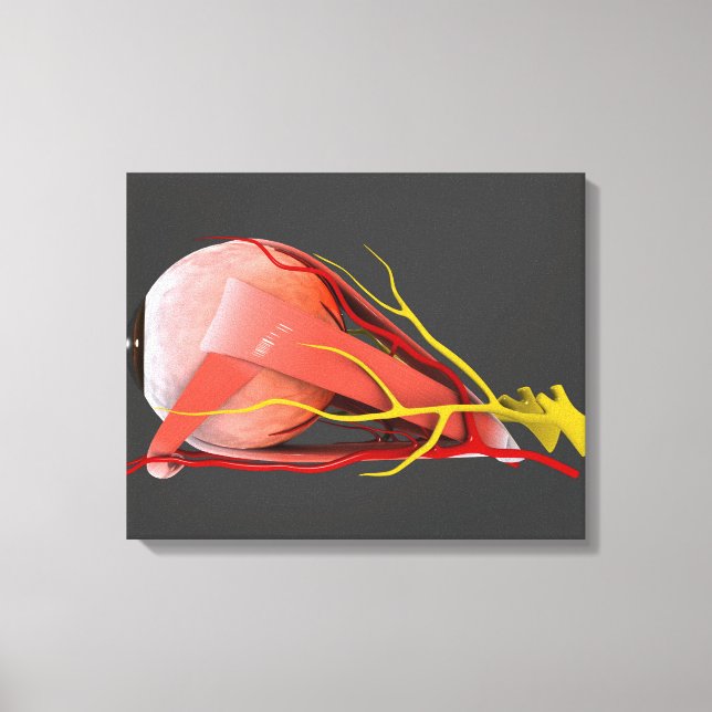 Impressão Em Tela Imagem Conceitual Da Anatomia Ocular Humana 4 (Frente)