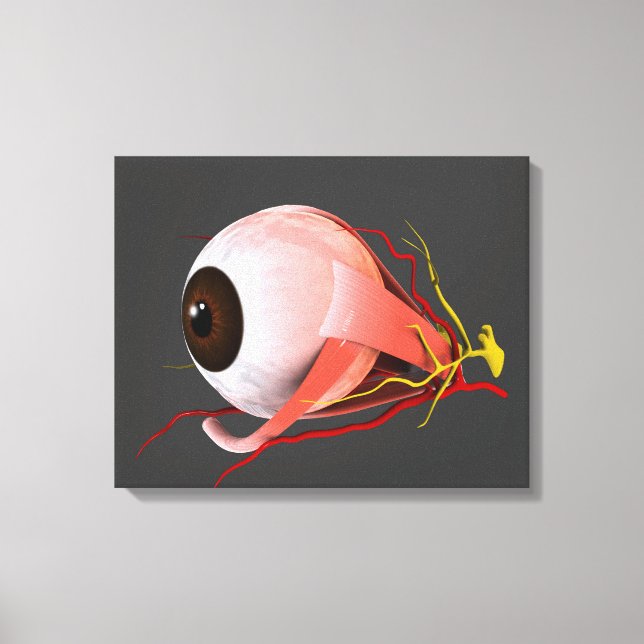 Impressão Em Tela Imagem Conceitual Da Anatomia Ocular Humana 5 (Frente)