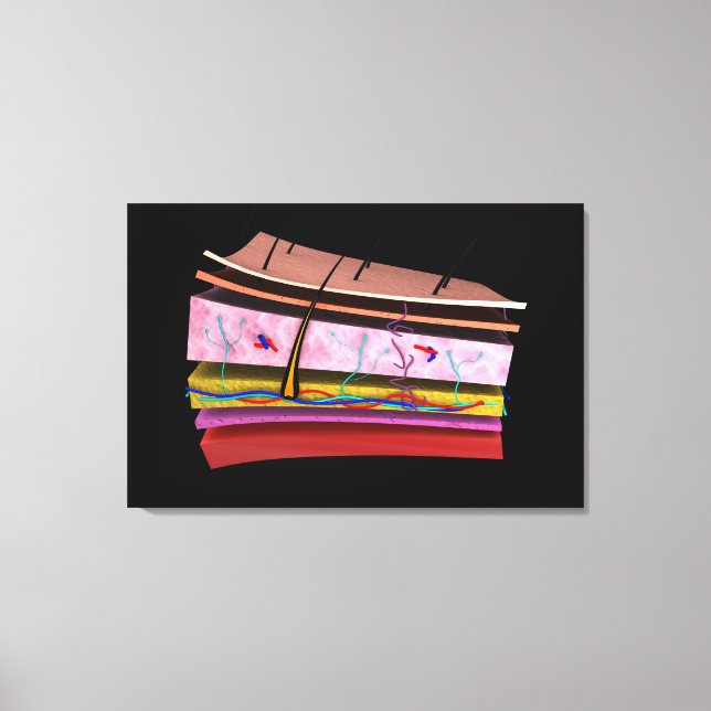 Impressão Em Tela Imagem Conceitual Das Camadas Da Pele Humana 2 (Frente)