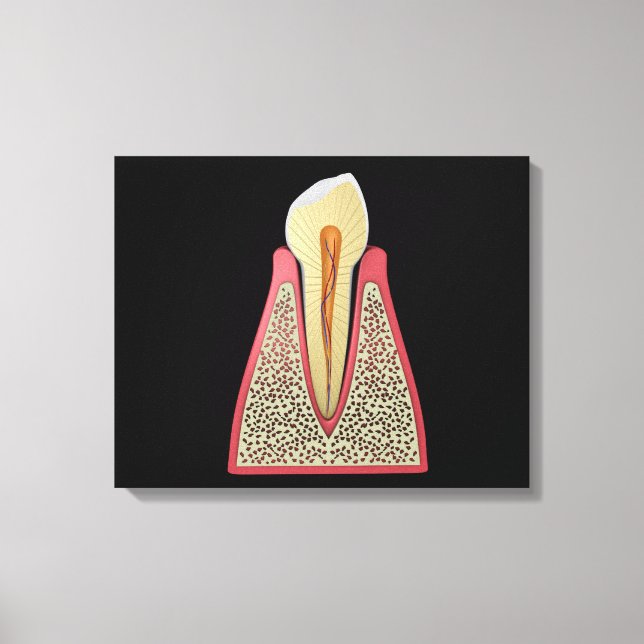 Impressão Em Tela Imagem Conceitual Do Dente Humano 2 (Frente)