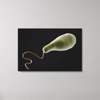 Imagem Conceitual Do Euglena 2