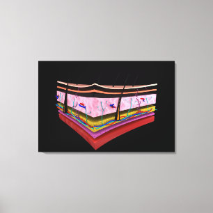 Impressão Em Tela Imagem conceptual das camadas da pele humana 1