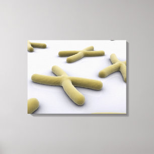 Impressão Em Tela Imagem conceptual do cromossoma 1