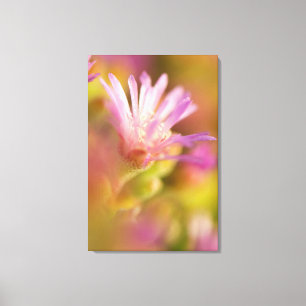 Impressão Em Tela Imagem Difusa De Uma Flor Suculenta Colorida