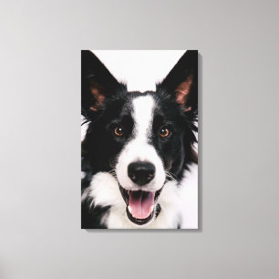 Impressão Em Tela Imagens de Getty   A border collie de sorriso