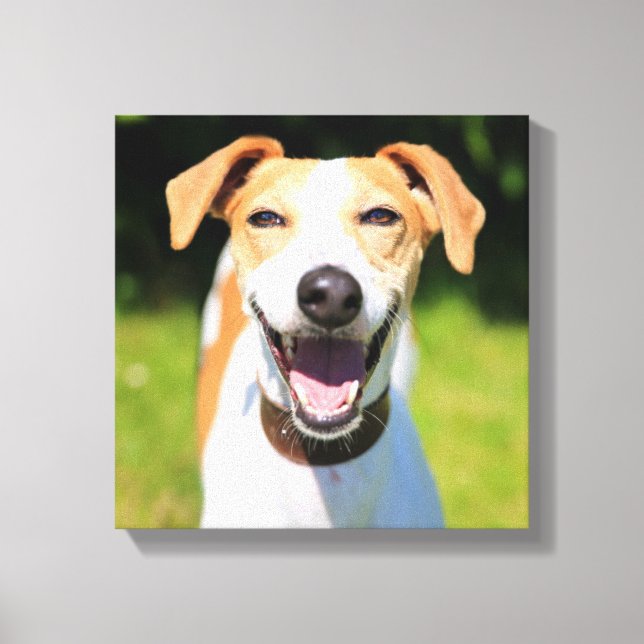 Impressão Em Tela Imagens Getty | Cachorro Rindo (Frente)