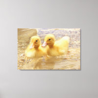 Imagens Getty | Patos Amarelos Felpudos