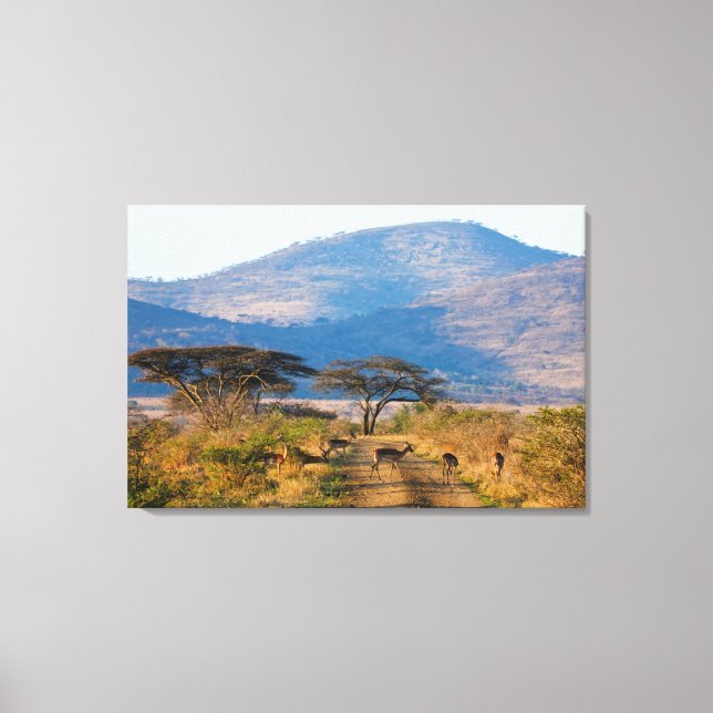 Impressão Em Tela Impala (Aepyceros Melampus), Hluwe-Umfolozi (Frente)