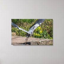 Imposanter Graureiher hebt ab