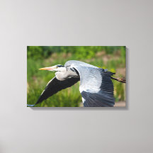 Imposanter Graureiher mit weiten Schwingen