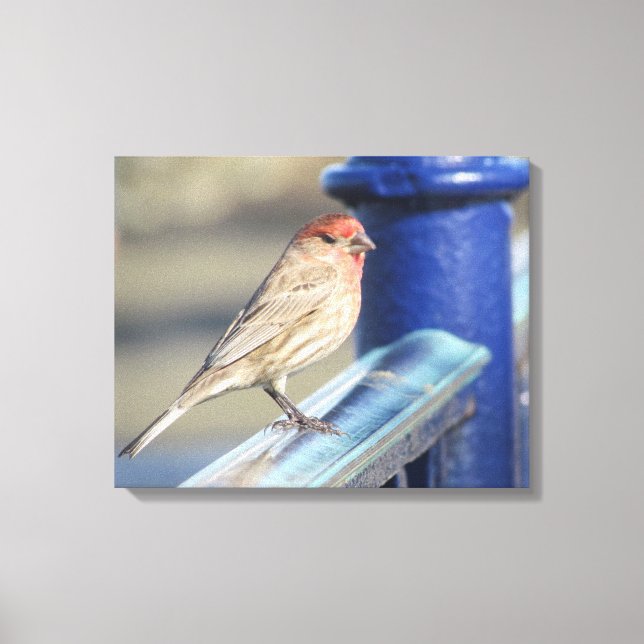Impressão Em Tela Impressão da tela - Sparrow vermelho na cerca azul (Frente)
