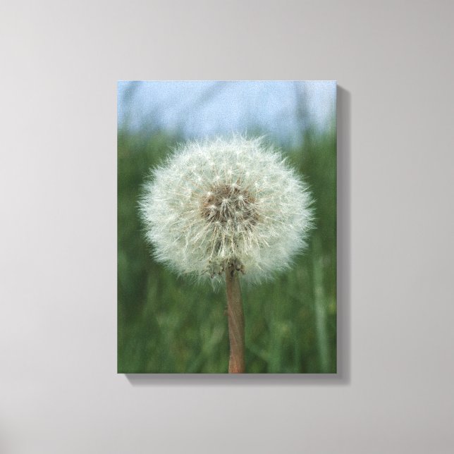 Impressão Em Tela Impressão de tela de desenho Dandelion (Frente)