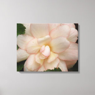 Impressão Em Tela Impressão de Tela de Flor Branco da Begónia