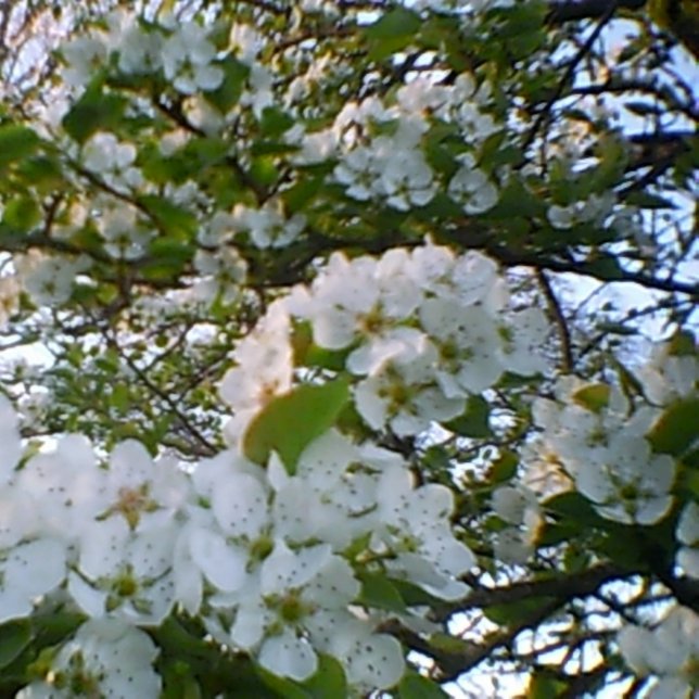 Impressão Em Tela Impressão de tela estendida com primavera in Bloom (Criador carregado)