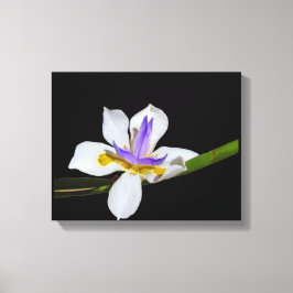 Impressão Em Tela Impressão de Tela - Iris - Forte-night Lily