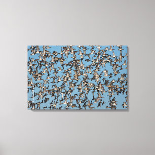 Impressão Em Tela Incrível Patos de inverno no voo