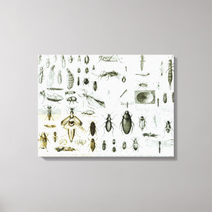 Impressão Em Tela Insetos da entomologia