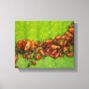 Impressão Em Tela Insetos de Milkweed na Folha de Milkweed