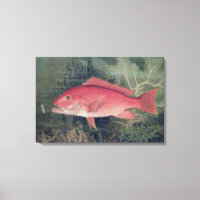 Instantâneo Vermelho, de 'Peixes de Jogo dos Estad