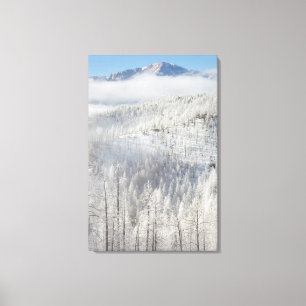 Impressão Em Tela Inverno na Floresta Nacional de Pike