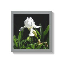 Íris branca de 12" x 12" em fundo preto Foto