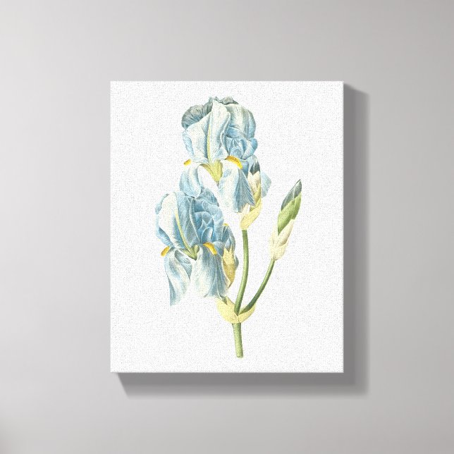 Impressão Em Tela íris doce (Iris pallida) por Redouté (Frente)