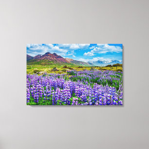 Impressão Em Tela Islândia Paisagem Lupines em floração