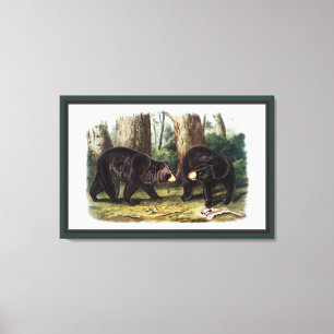 Impressão Em Tela J.W. Audubon - Ursus Americanus Black Bear