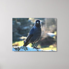 Impressão Em Tela Jackdaw