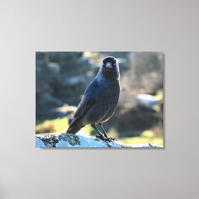 Impressão Em Tela Jackdaw (Frente)