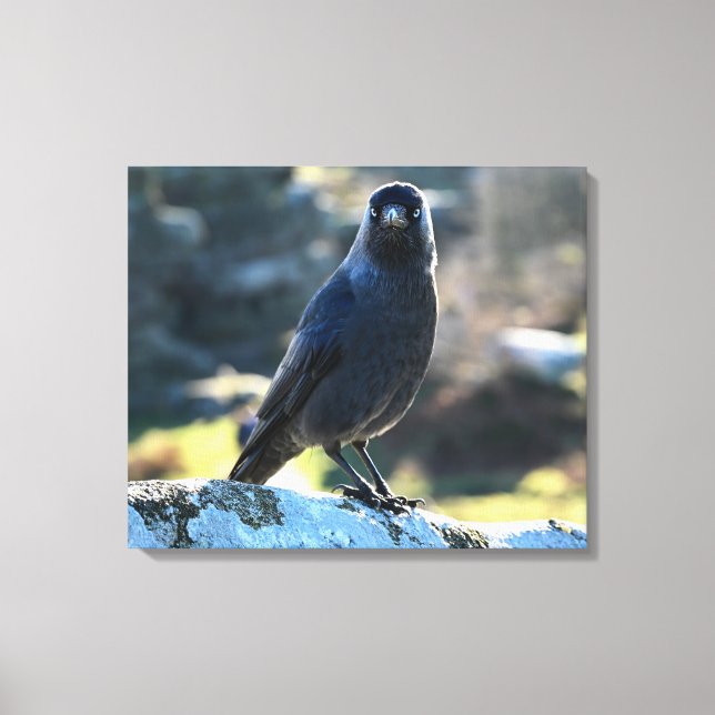 Impressão Em Tela Jackdaw (Frente)
