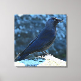 Impressão Em Tela Jackdaw