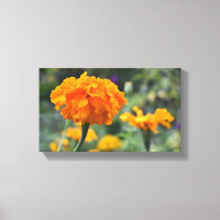 Jardim de Fotografia da Flor Laranja Marigold