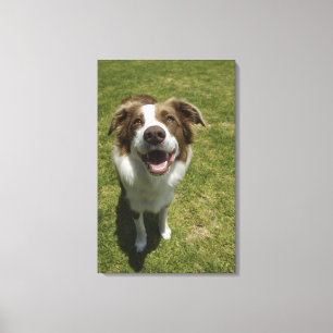 Impressão Em Tela Jardins botânicos, Sydney, Novo Gales do Sul, 2