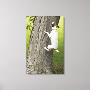 Impressão Em Tela Jardins botânicos, Sydney, Novo Gales do Sul, 4