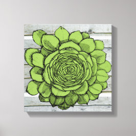 Impressão Em Tela Jonus, Jovibarba heuffelii