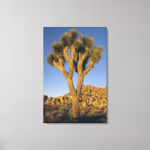 Impressão Em Tela Joshua Tree, Yucca brevifolia), e granito