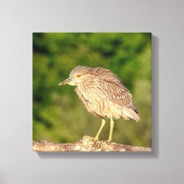 Impressão Em Tela Juvenile Black Crowned Night Heron (Frente)