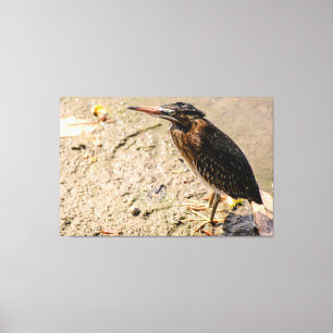 Impressão Em Tela Juvenile Green Socó Foraging on Muddy Shoreline