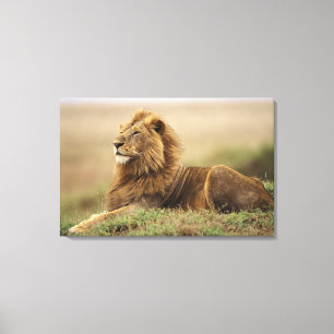 Impressão Em Tela Kenya, Masai Mara. Leão do homem adulto na térmi