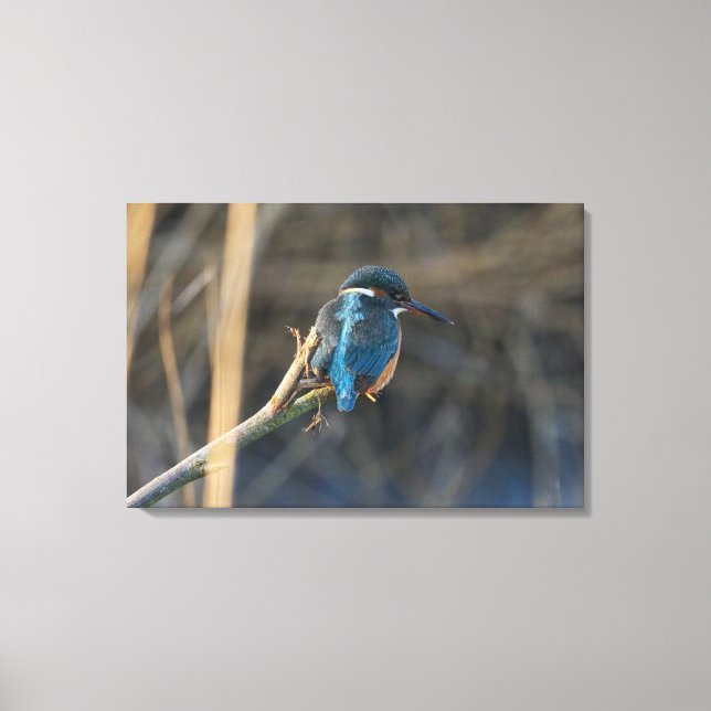 Impressão Em Tela Kingfisher (Frente)