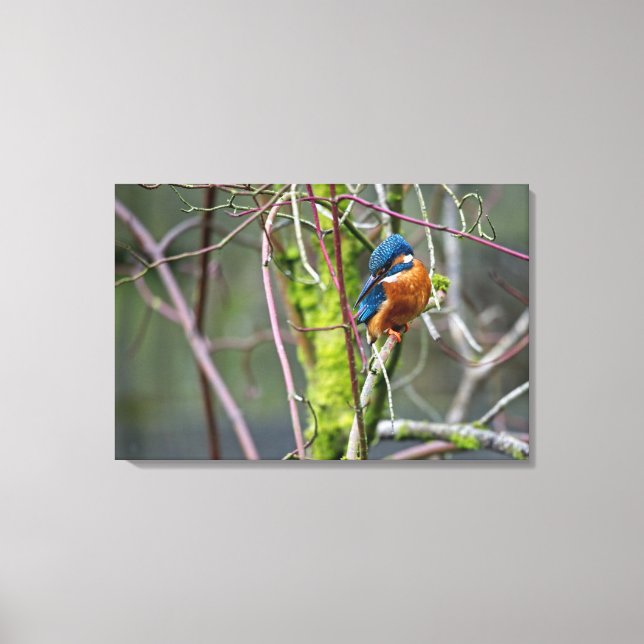 Impressão Em Tela Kingfisher (Frente)
