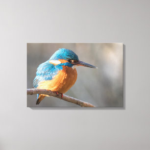 Impressão Em Tela Kingfisher Nature Photo