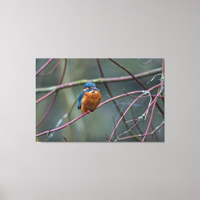 Impressão Em Tela Kingfisher v2 (Frente)