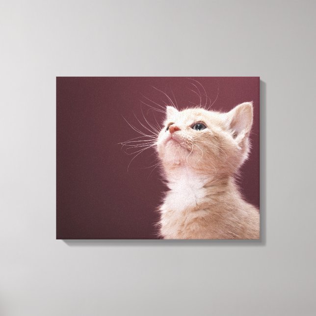 Impressão Em Tela Kitten com Whiskers (Frente)