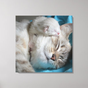 Impressão Em Tela Kitten e mãe