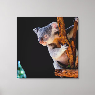 Impressão Em Tela Koala Cute na Cinza