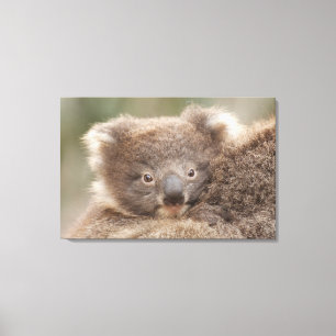 Impressão Em Tela Koala do bebê